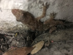 Hemidactylus mabouia