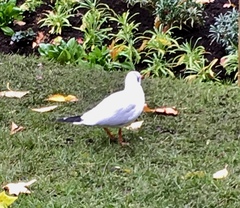 Chroicocephalus ridibundus