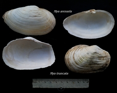 Mya truncata