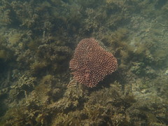 Acropora millepora