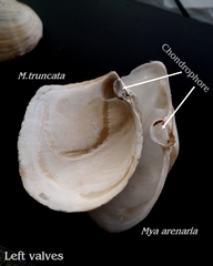 Mya truncata