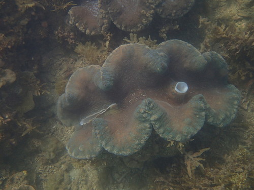 Tridacna gigas