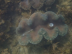 Tridacna gigas