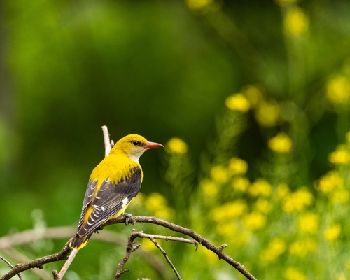 Oropéndola europea (Oriolus oriolus)