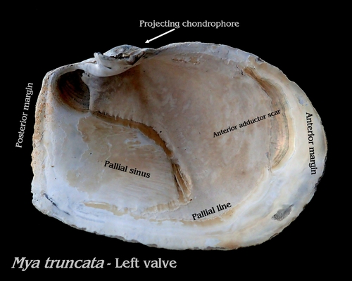 Truncate Softshell Clam