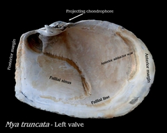 Mya truncata