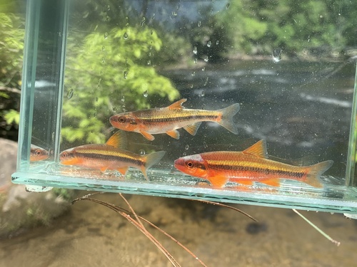 Yellowfin shiner (Notropis lutipinnis) — Cyprinidae — 4