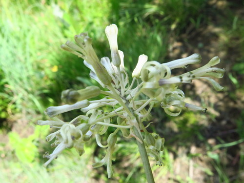 Drimia sphaerocephala