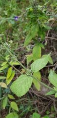 Salvia connivens