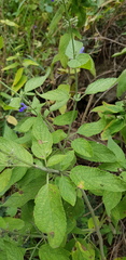 Salvia connivens