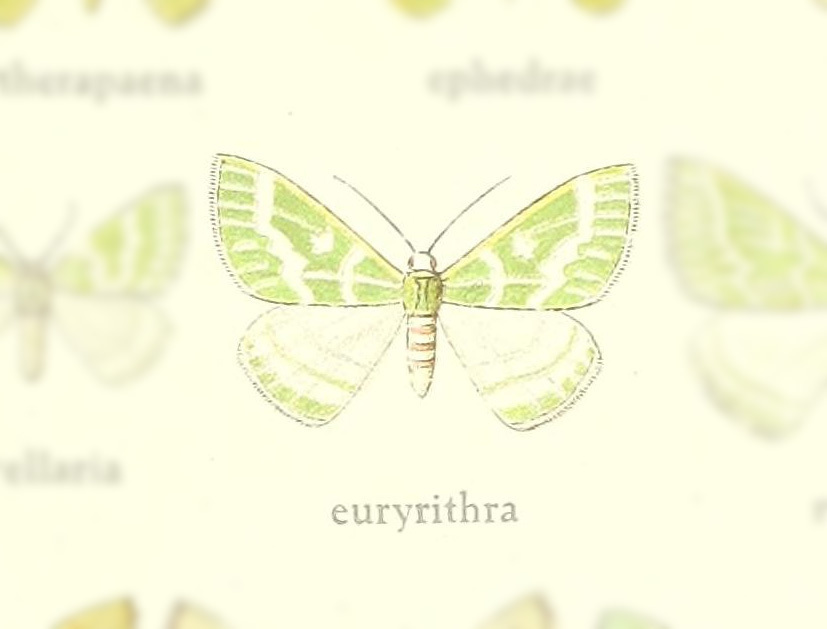 Thetidia euryrithra