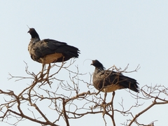 Anhima cornuta