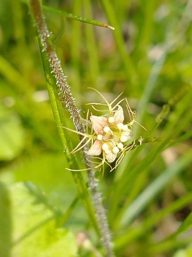 Mitella nuda iNat (2)