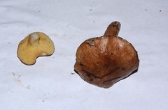 Suillus punctatipes