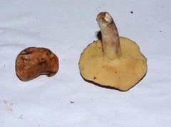 Suillus punctatipes