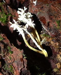 Cordyceps tenuipes image