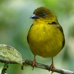 Orthogonys chloricterus