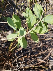Baptisia nuttalliana