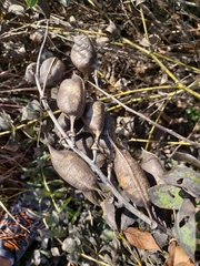 Baptisia nuttalliana