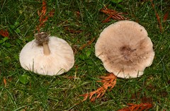 Melanoleuca exscissa