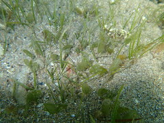 Halophila ovalis