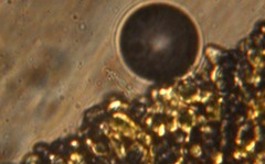 Melanoleuca exscissa