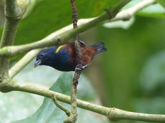 Euphonia pectoralis