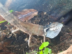 Papua Forest Dragon photo 5