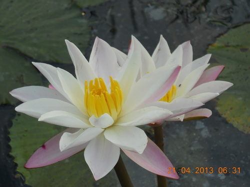 thumbnail interactive-video image 1 of Nymphaea Pubescens White – Hairy Water Lily – 100 Seeds – Buy Rare Seeds 1 of 2