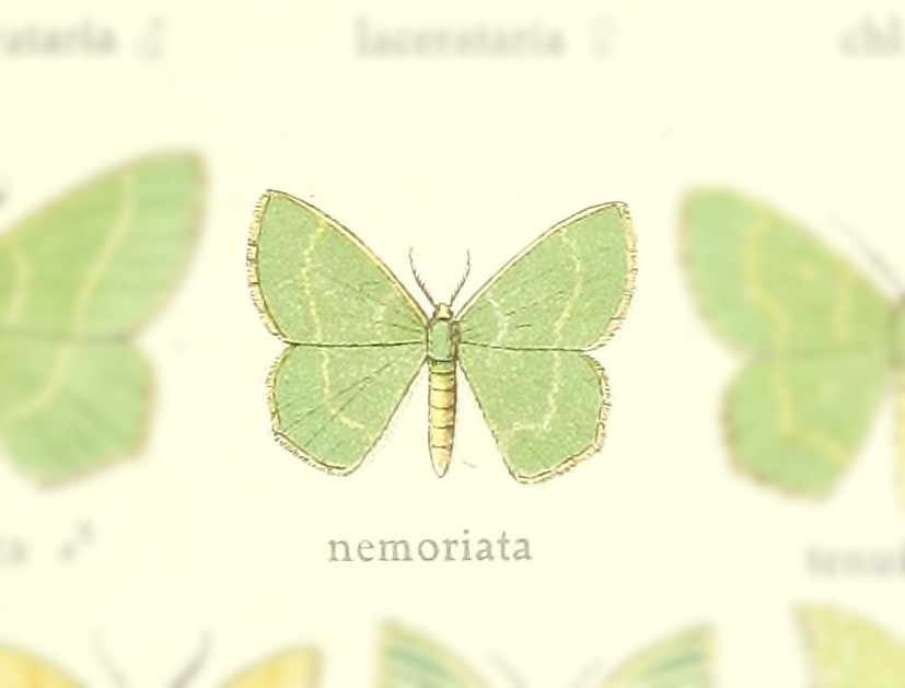 Hemistola nemoriata