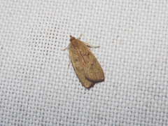 Phaeosaces coarctatella