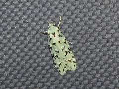 Izatha peroneanella