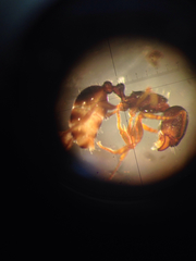 Temnothorax schaumii