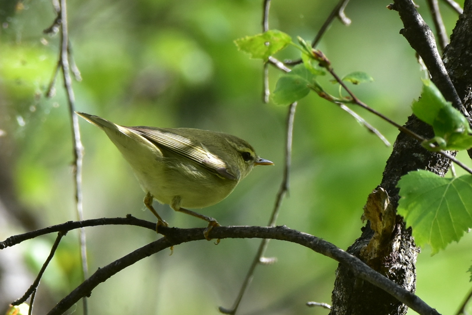 Green Warbler