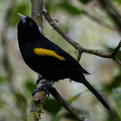 Cacicus chrysopterus