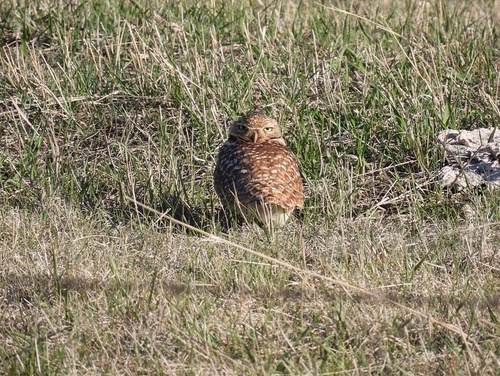 Western Burrowing Owl photographed in South Dakota