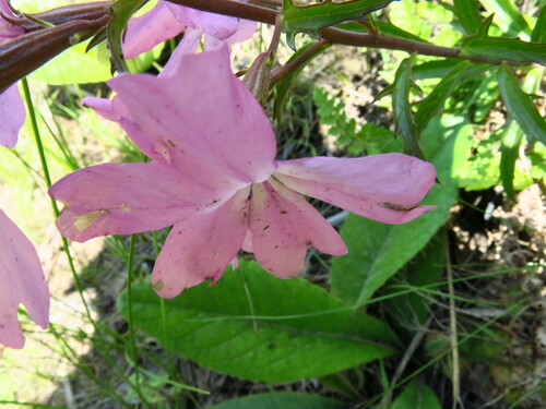 Image of Cycnium racemosum by no rights reserved