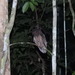 Tawny-bellied Screech-Owl (Tawny-Bellied) - Photo (c) reinaldogibin, some rights reserved (CC BY-NC)