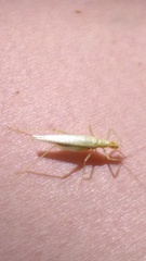 Oecanthus exclamationis