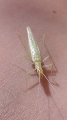 Oecanthus exclamationis