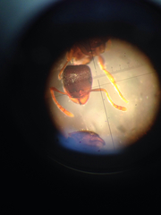 Temnothorax schaumii