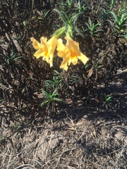 Diplacus longiflorus