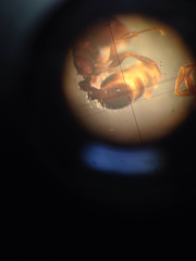 Temnothorax schaumii