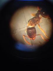 Temnothorax schaumii