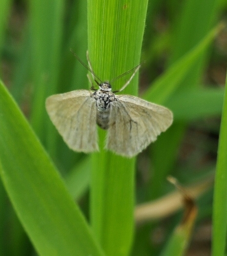 piadivka mliečniková (Minoa murinata)