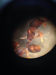 Temnothorax schaumii