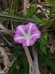 Calystegia sepium roseata
