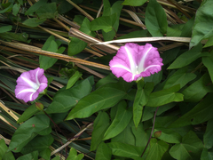Calystegia sepium roseata