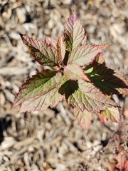 Ceanothus americanus