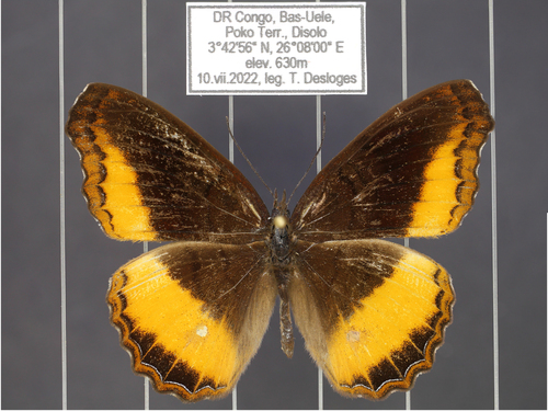 Eurytela dryope